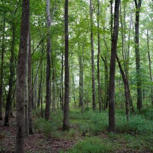 18 Paras 19.3 Acres Bunnlevel Erwin Rd