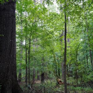 19 Paras 19.3 Acres Bunnlevel Erwin Rd
