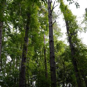 20 Paras 19.3 Acres Bunnlevel Erwin Rd