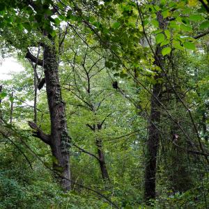 21 Paras 19.3 Acres Bunnlevel Erwin Rd