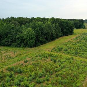 23 Paras 19.3 Acres Bunnlevel Erwin Rd