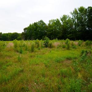 26 Paras 19.3 Acres Bunnlevel Erwin Rd