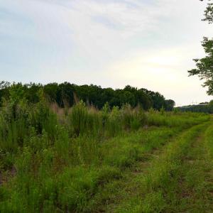 28 Paras 19.3 Acres Bunnlevel Erwin Rd