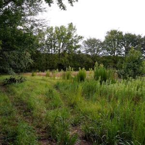 29 Paras 19.3 Acres Bunnlevel Erwin Rd