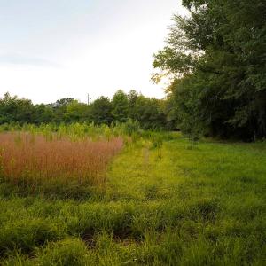31 Paras 19.3 Acres Bunnlevel Erwin Rd