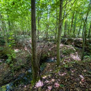 Caswell Co. NC 49.36-COA-Lot3-014