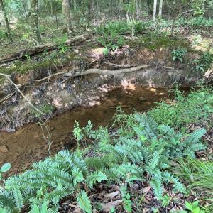 Photo #4 of 2 Gray, Timberlake, NC 10.8 acres