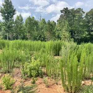 Photo #14 of 2 Gray, Timberlake, NC 10.8 acres