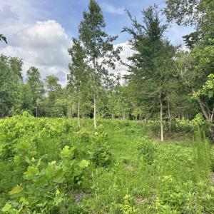 Photo #19 of 2 Gray, Timberlake, NC 10.8 acres