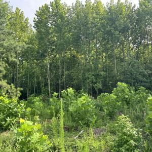 Photo #15 of 2 Gray, Timberlake, NC 10.8 acres