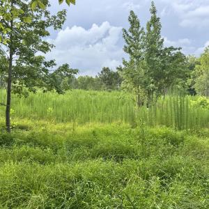 Photo #18 of 2 Gray, Timberlake, NC 10.8 acres