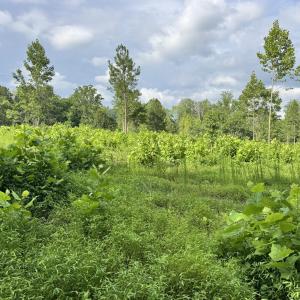 Photo #17 of 2 Gray, Timberlake, NC 10.8 acres