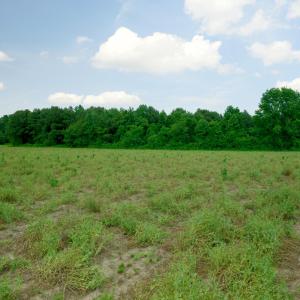 Photo #29 of 3 Bowden, Turkey, NC 11.0 acres