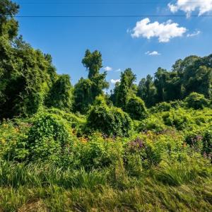Photo #8 of 8438 Charlie Stovall, Oxford, NC 12.0 acres