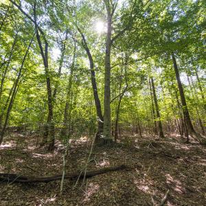 Durham Co. NC 54.42-Rogers-Lot4-040