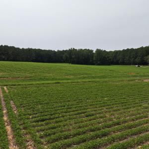 dji_fly_20260715_141124_0307_17841495171