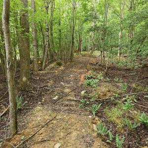 Photo #6 of 618 Bowen, Rougemont, NC 14.9 acres