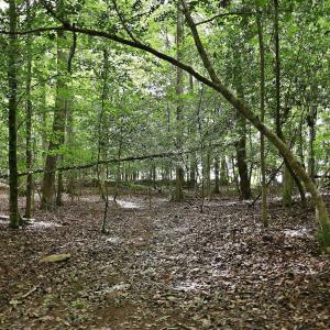 Photo #7 of 618 Bowen, Rougemont, NC 14.9 acres
