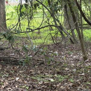 Photo #3 of 5140 Commission, Holly Springs, NC 1.2 acres