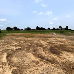 Lower Field Looking Up