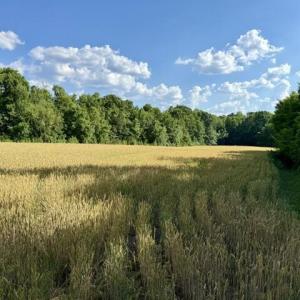 IMG_0932