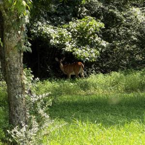 Picture (42)