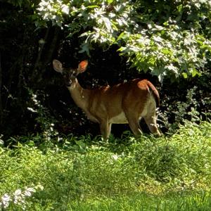 Picture (43)