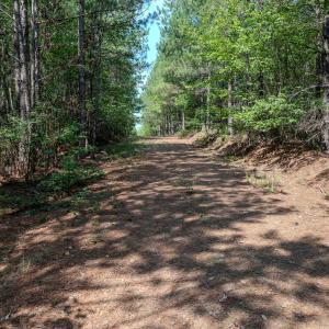 Chatham Lumber 77.2 Ground-7