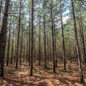 Chatham Lumber 77.2 Ground-9