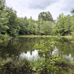Pond East Side
