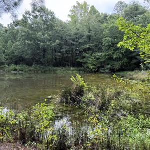 Pond West Side