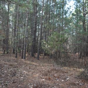 Photo #2 of 806 Carpenter Fletcher, Durham, NC 0.5 acres