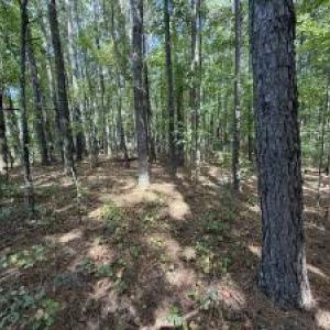 Photo #4 of 3 Whittington, Angier, NC 6.5 acres