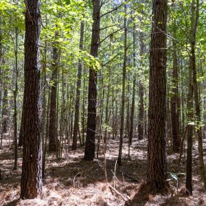 Photo #10 of 3132 Walters, Creedmoor, NC 11.4 acres