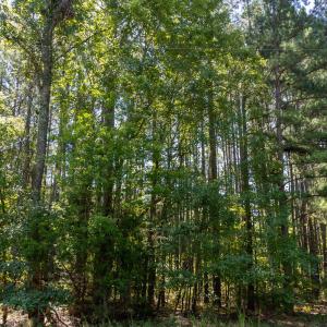 Photo #4 of 3132 Walters, Creedmoor, NC 11.4 acres