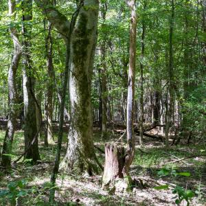 Photo #13 of 3132 Walters, Creedmoor, NC 11.4 acres