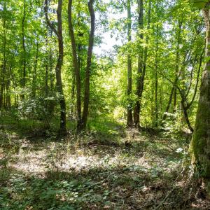 Photo #12 of 3132 Walters, Creedmoor, NC 11.4 acres