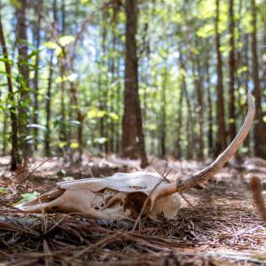 Photo #9 of 3132 Walters, Creedmoor, NC 11.4 acres
