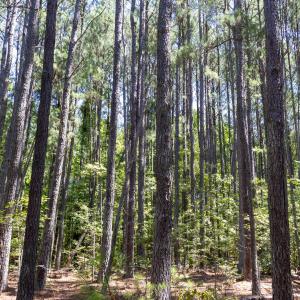 Photo #11 of 3132 Walters, Creedmoor, NC 11.4 acres