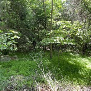 Photo #3 of 39 Thompson, Graham, NC 14.9 acres