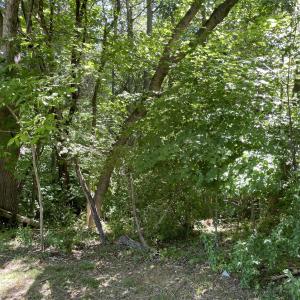 Photo #7 of 39 Thompson, Graham, NC 14.9 acres