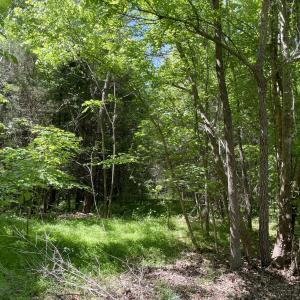 Photo #2 of 39 Thompson, Graham, NC 14.9 acres