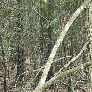 Photo #6 of Highway 49, Mebane, NC 8.2 acres