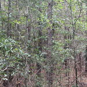 Photo #10 of Highway 49, Mebane, NC 8.2 acres