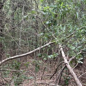 Photo #12 of Highway 49, Mebane, NC 8.2 acres