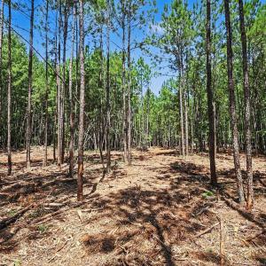 Photo #10 of 810 Chatham, Cary, NC 2.0 acres