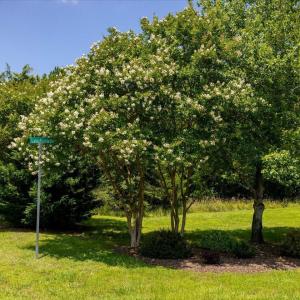 Photo #38 of 67 Lake Pointe, Yanceyville, NC 5.9 acres
