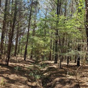 Photo #3 of 850 Clarence Phillips, Bennett, NC 18.6 acres