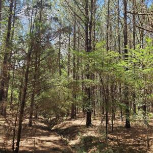 Photo #5 of 850 Clarence Phillips, Bennett, NC 18.6 acres