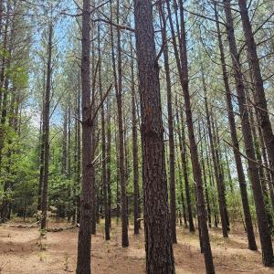 Photo #4 of 850 Clarence Phillips, Bennett, NC 18.6 acres